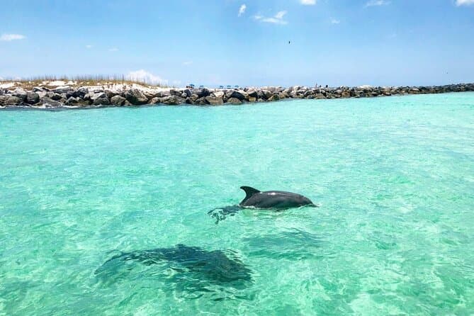 Dolphin alongside the boat